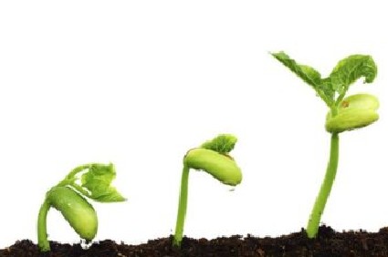 Sürdürülebilirlik